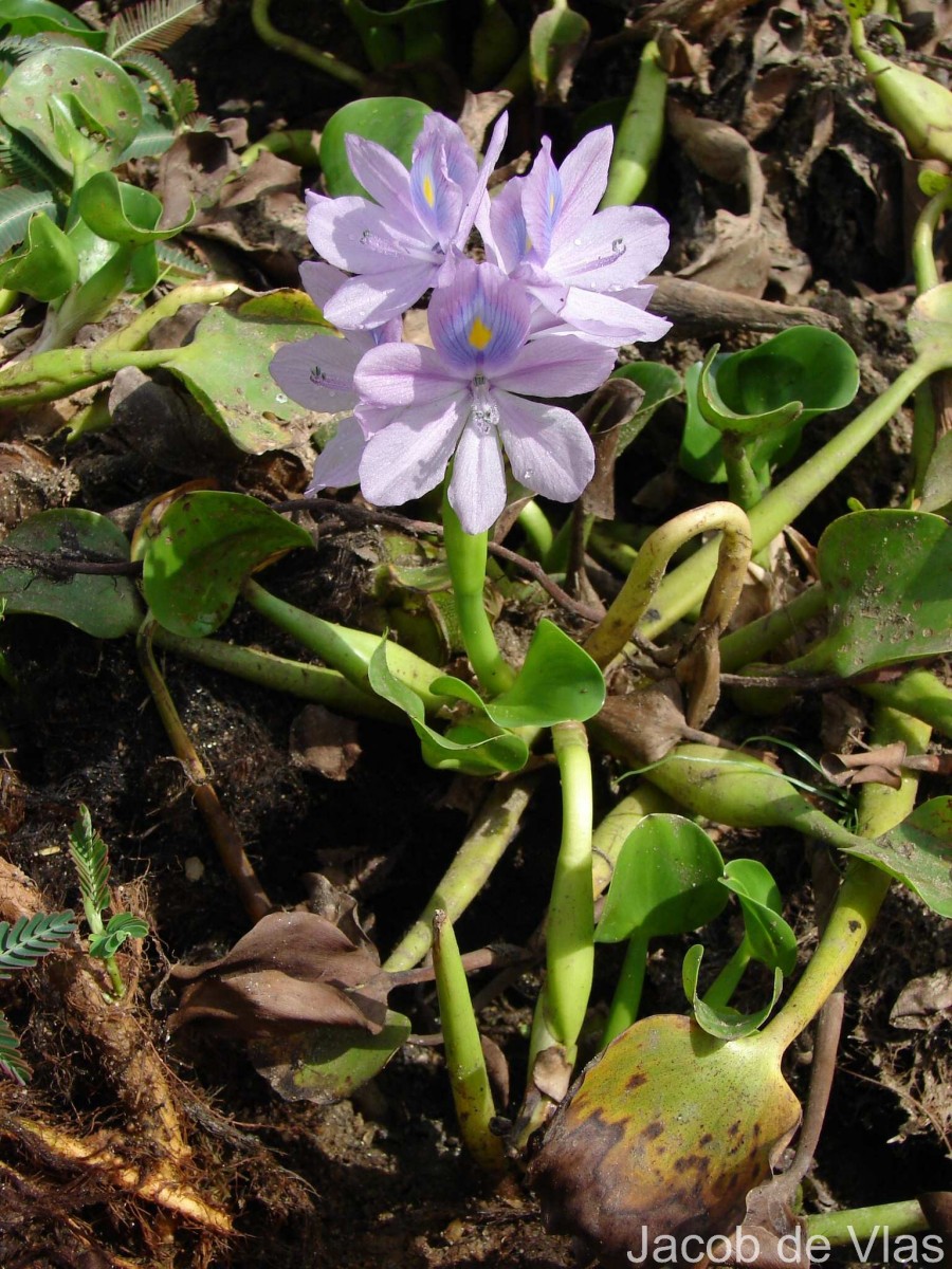Pontederia crassipes Mart.